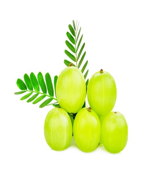 Amla Fresh 250g